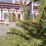 Апостола от 70-ти Карпа. Елшанка.